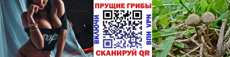 даркнет сайт  Кондопога  Галлюциногенные грибы ЛСД 